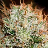 Kaia Kush > Green House Seed Company